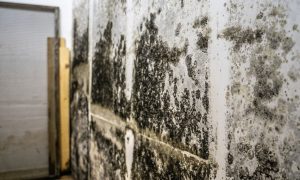 what to do after mold remediation