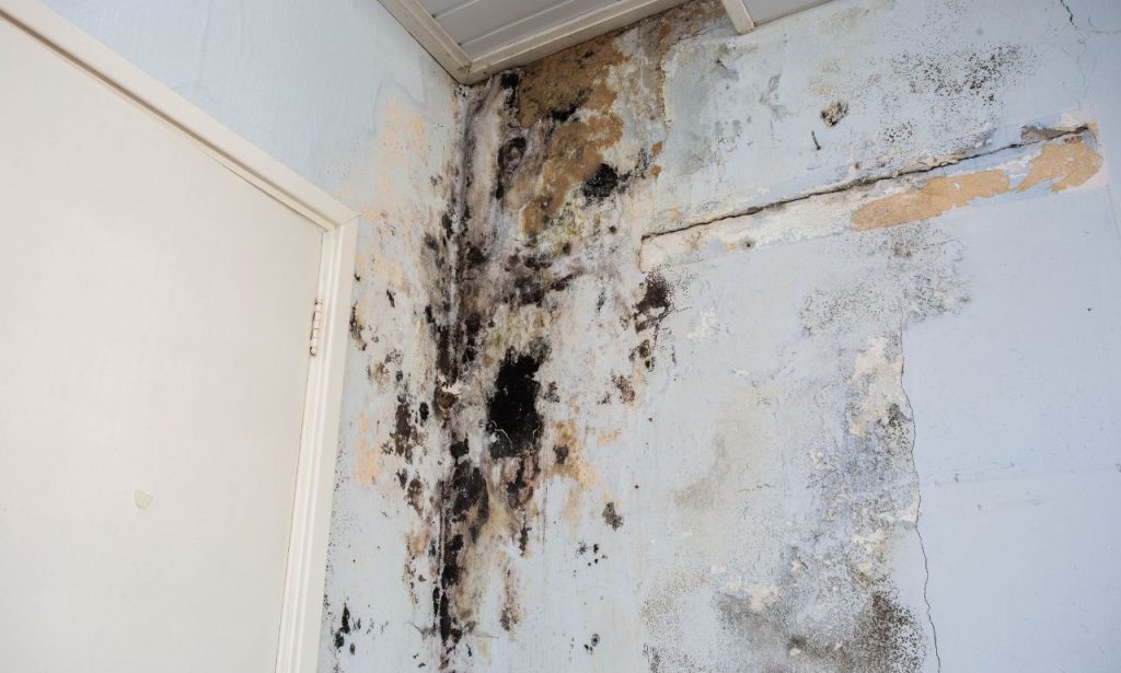 what to do after mold remediation